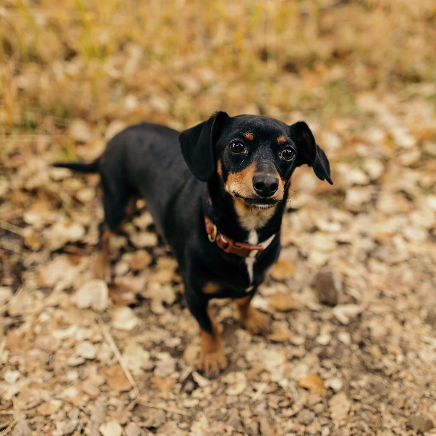 Bear, Adopted, Young Male Chiweenie.