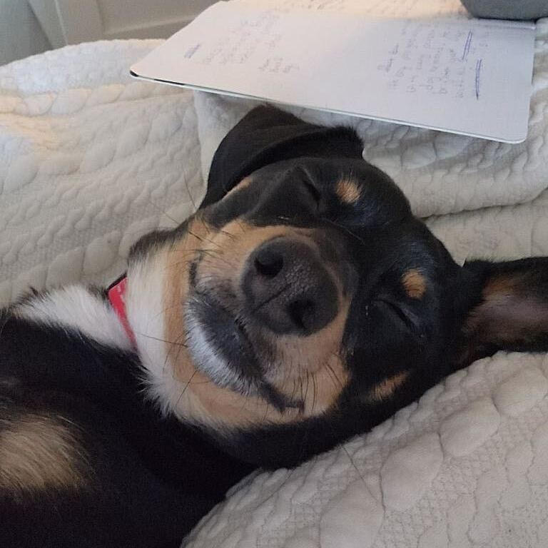 Enlarge Bear, a Adopted Chiweenie in Sandy, UT image 2/5