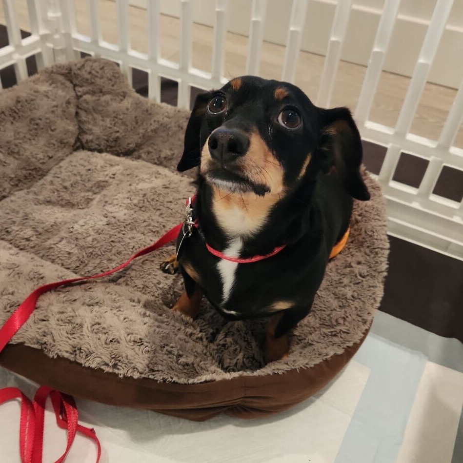 Enlarge Bear, a Adopted Chiweenie in Sandy, UT image 3/5