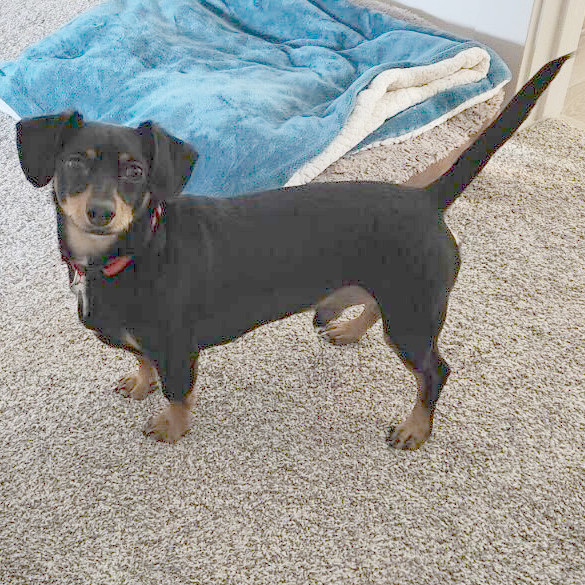 Enlarge Bear, a Adopted Chiweenie in Sandy, UT image 4/5