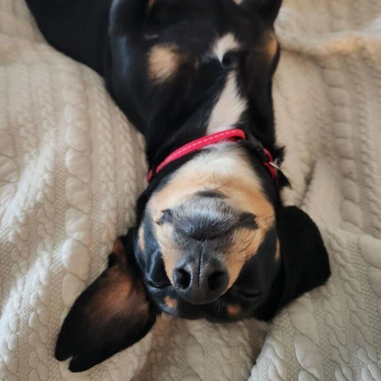 Enlarge Bear, a Adopted Chiweenie in Sandy, UT image 5/5