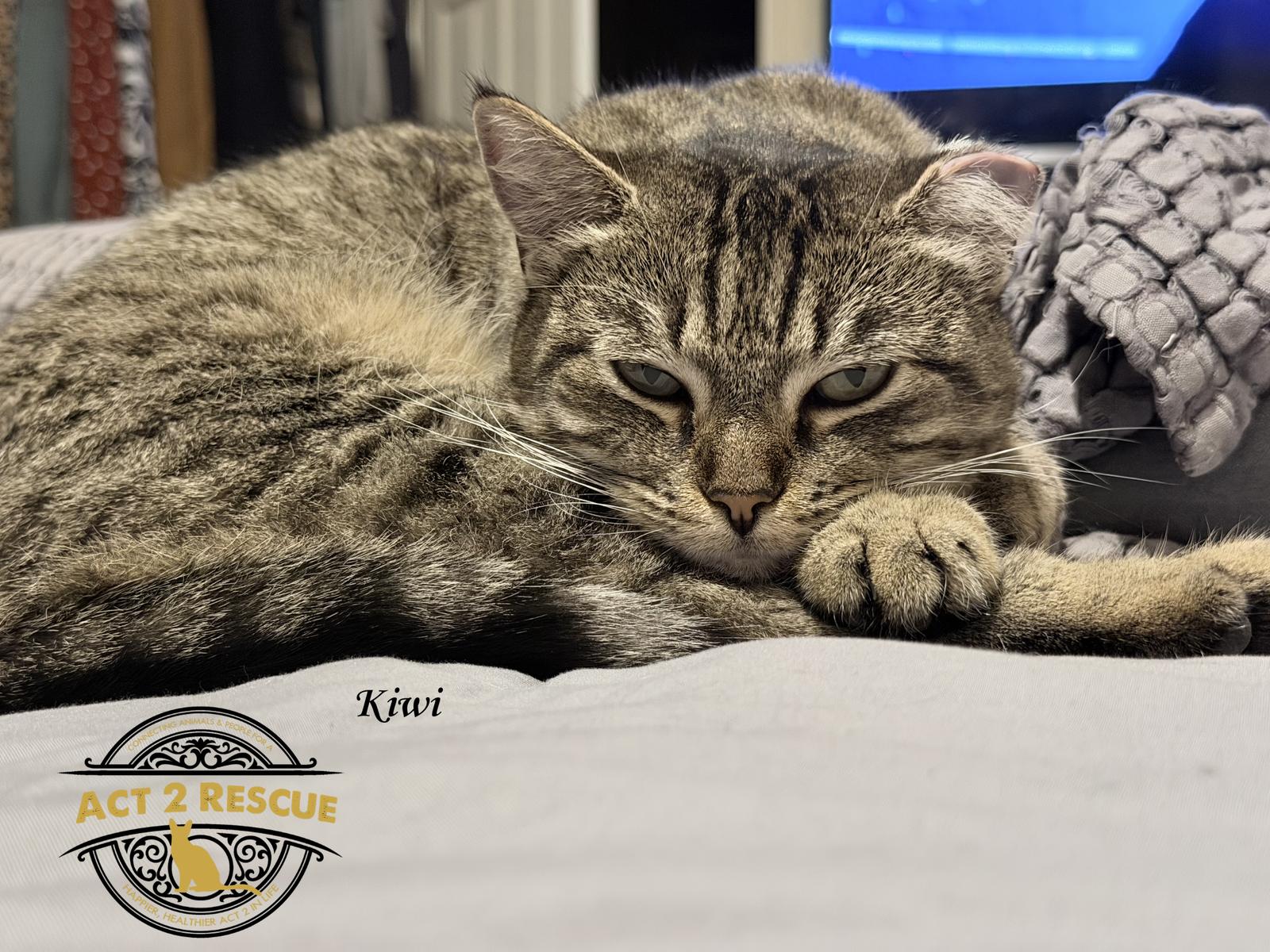 Kiwi, a Adoptable Domestic Short Hair in Riverside, CA image 1/2