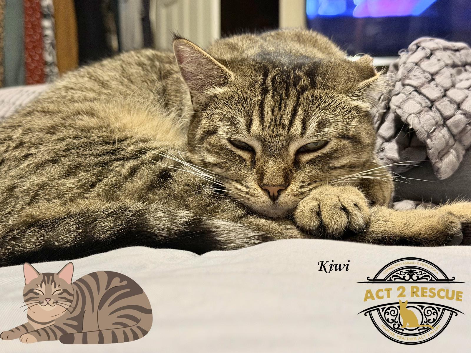 Kiwi, a Adoptable Domestic Short Hair in Riverside, CA image 2/2