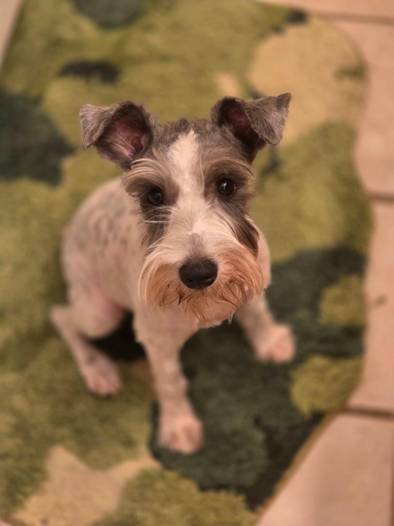 Sparrow, Adoptable, Puppy Female Schnauzer.