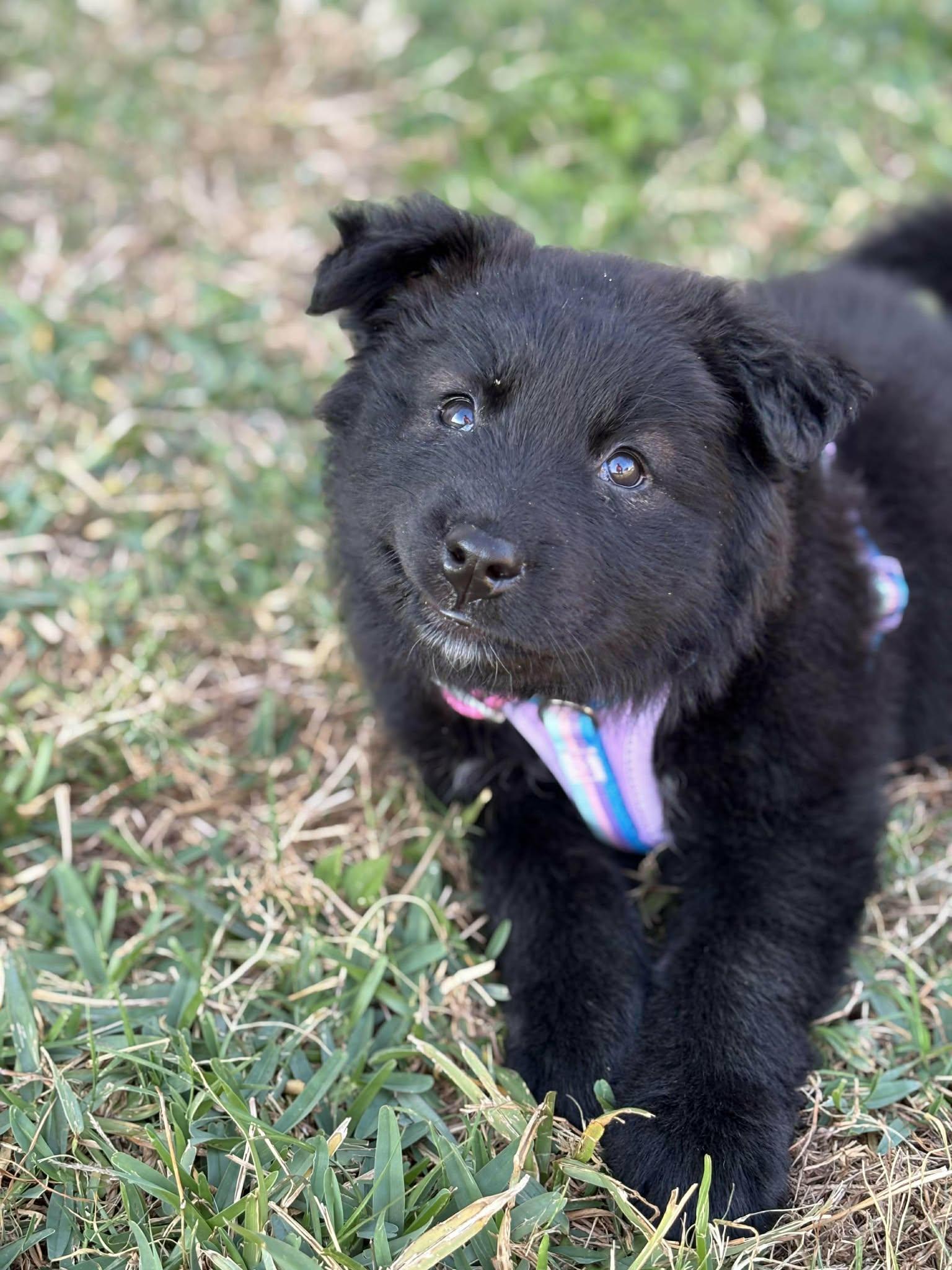 Daisy, an adopted mixed breed in Staunton, VA image 1/4