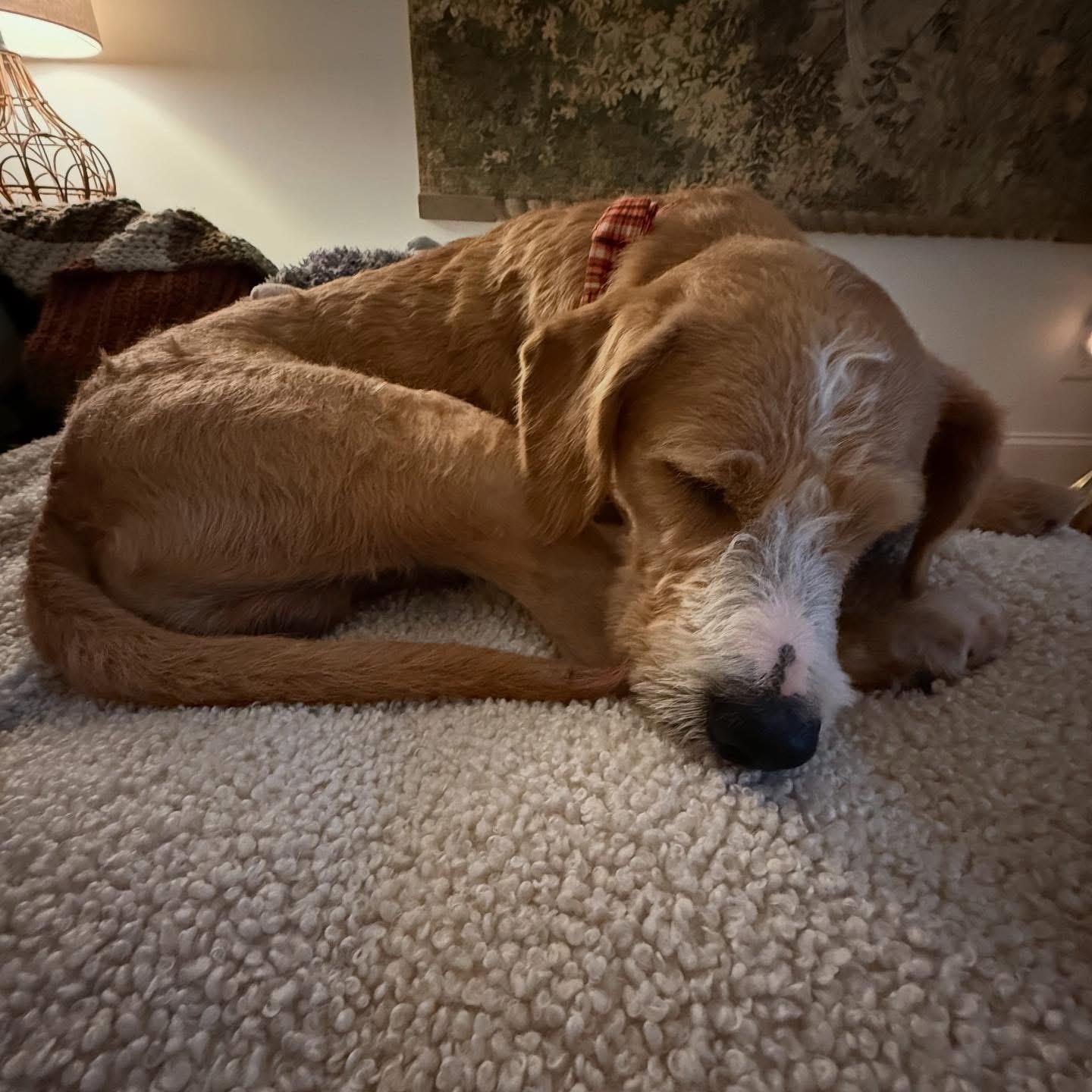 Enlarge Sully, a Adoptable mixed breed in Cumming, GA image 2/4