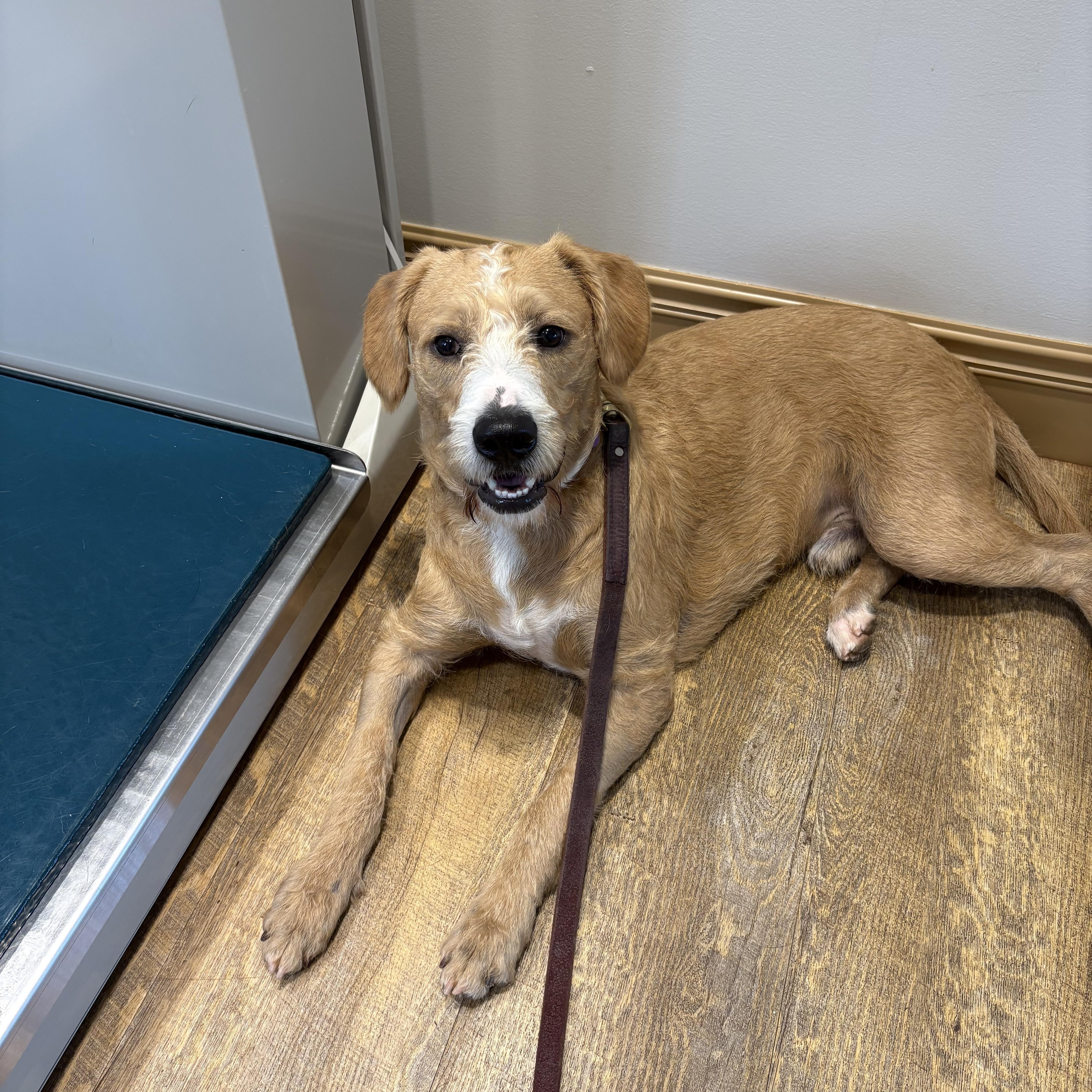 Enlarge Sully, a Adoptable mixed breed in Cumming, GA image 3/4