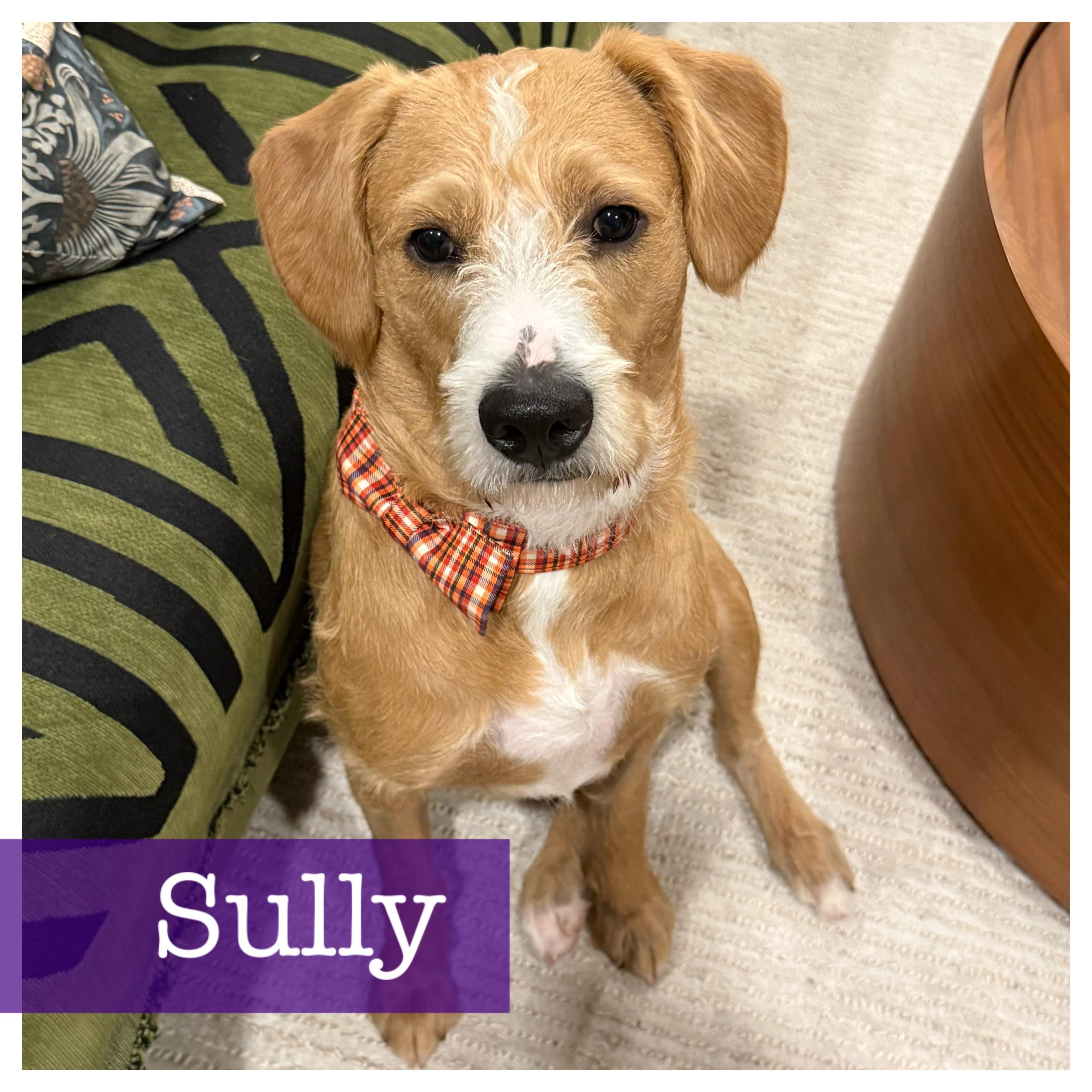 Enlarge Sully, a Adoptable mixed breed in Cumming, GA image 1/4