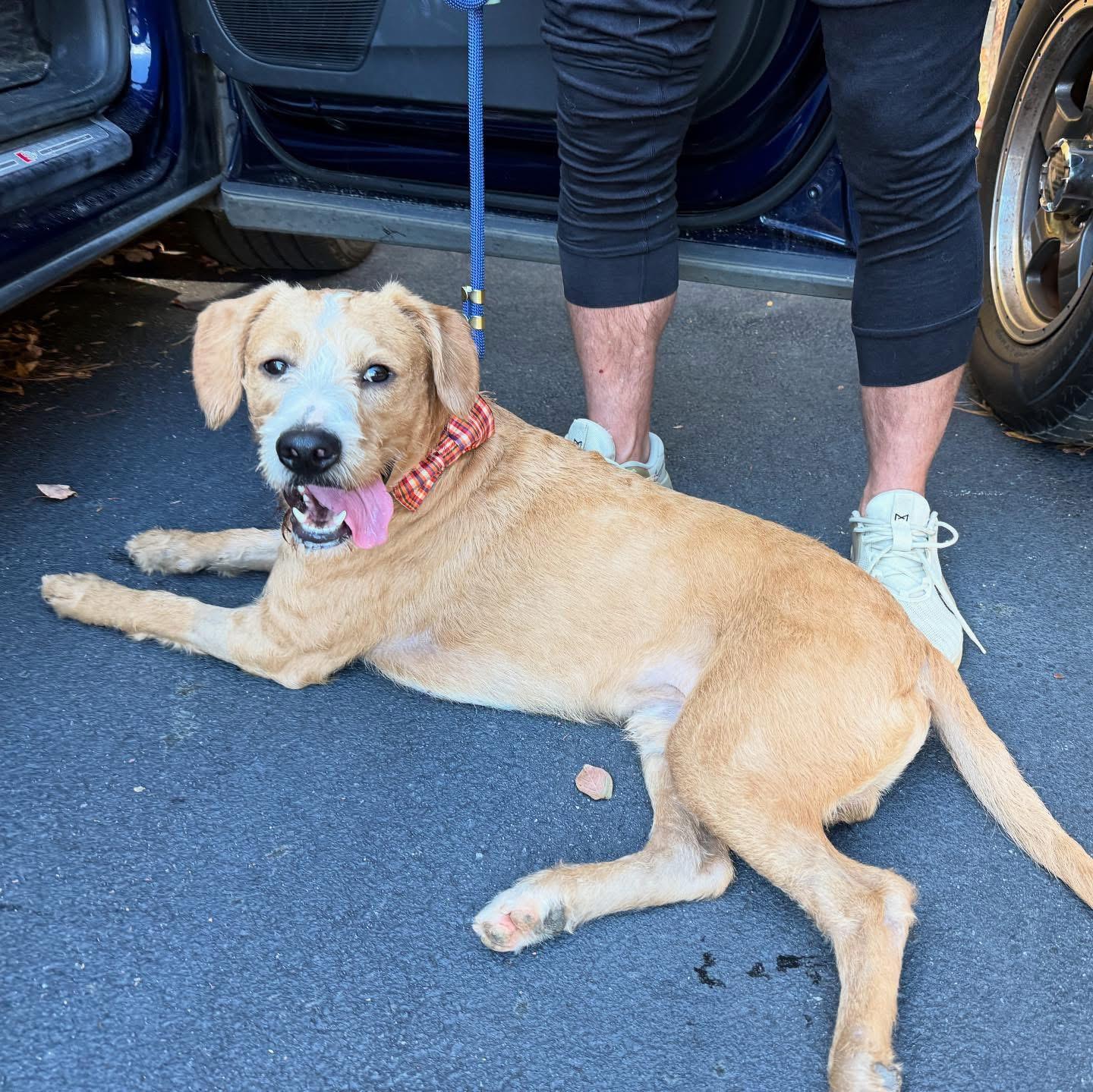 Enlarge Sully, a Adoptable mixed breed in Cumming, GA image 4/4