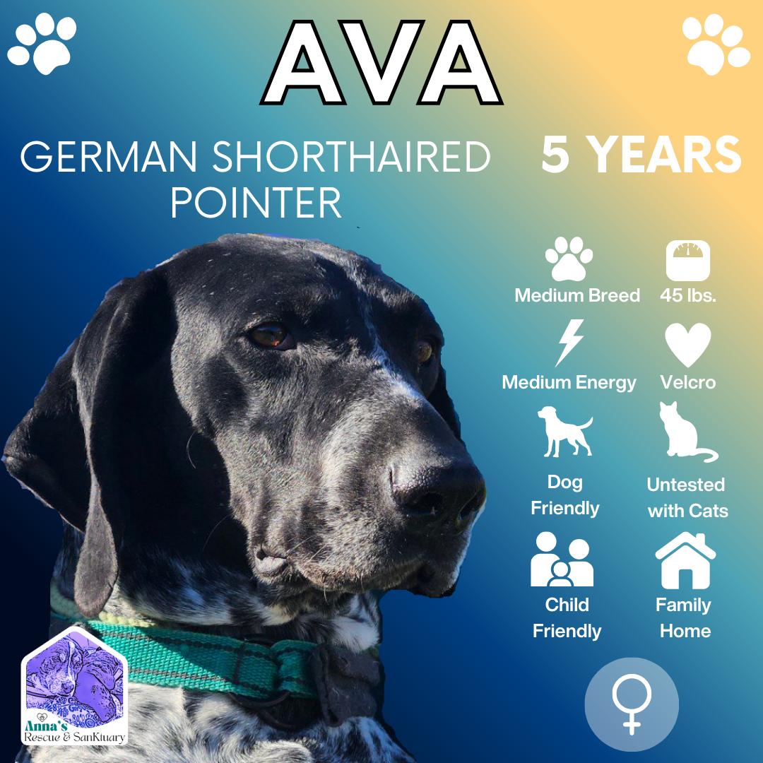 Enlarge Ava, a Adopted German Shorthaired Pointer in Aurora, ON image 1/1