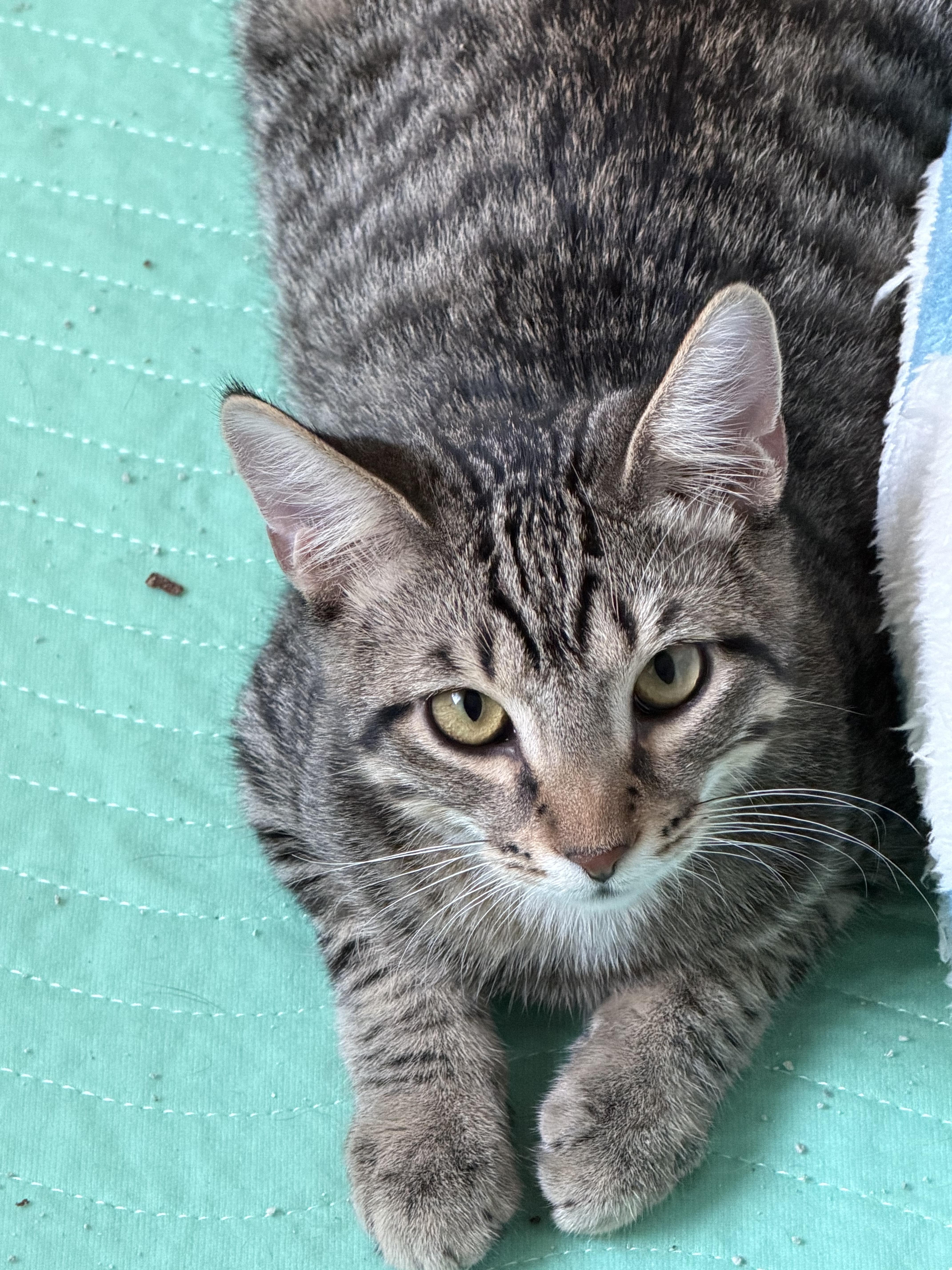 Enlarge Jinx, a Adoptable Tabby in Berwyn, PA image 2/3