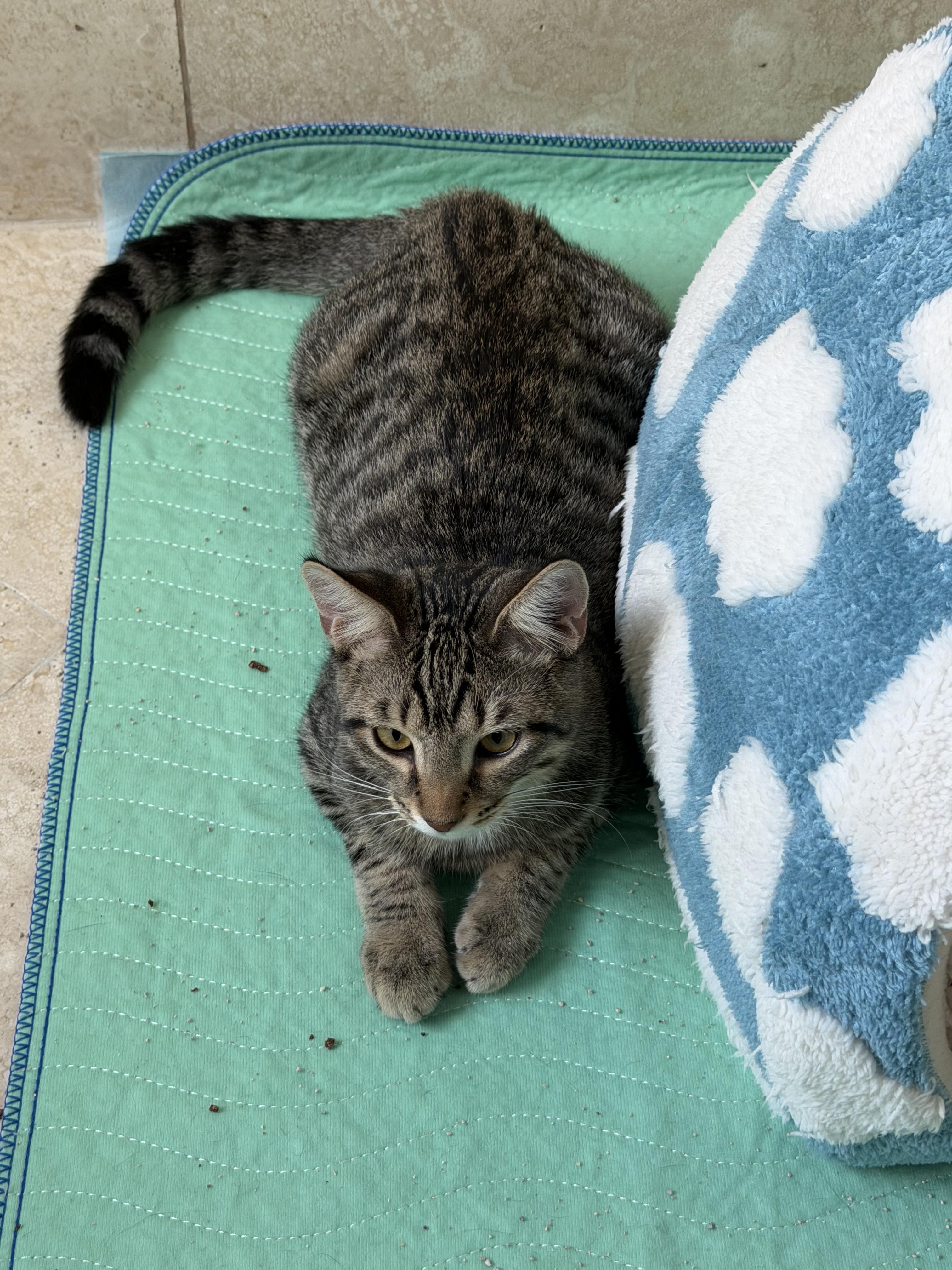 Enlarge Jinx, a Adoptable Tabby in Berwyn, PA image 3/3