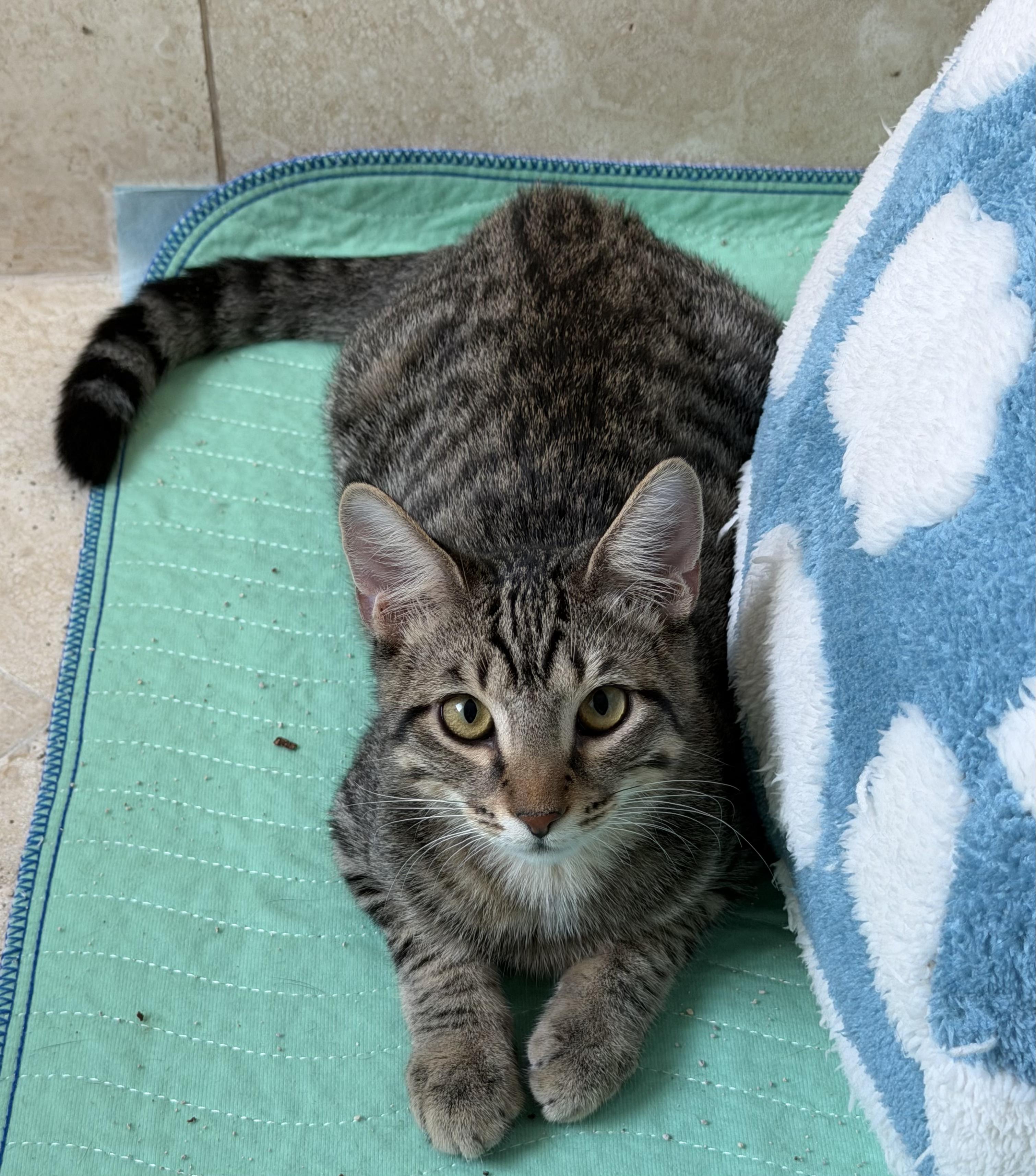 Jinx, Adoptable, Young Male Tabby.