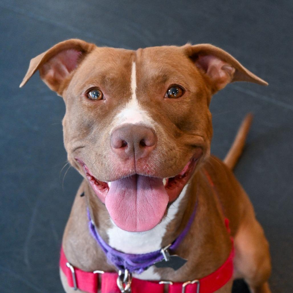 Della, Adoptable, Adult Female American Staffordshire Terrier & Mixed Breed.