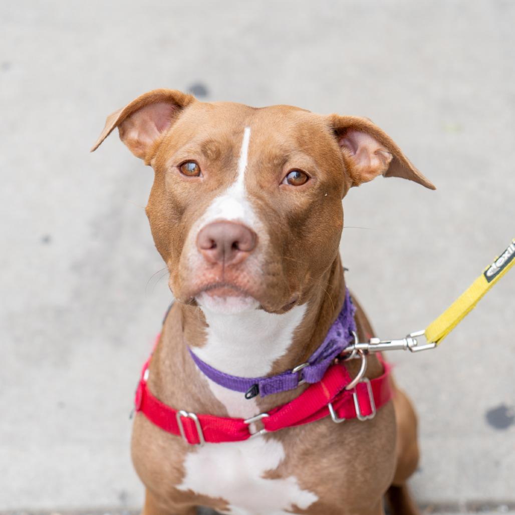 Enlarge Della, a Adoptable mixed breed in New York, NY image 2/6