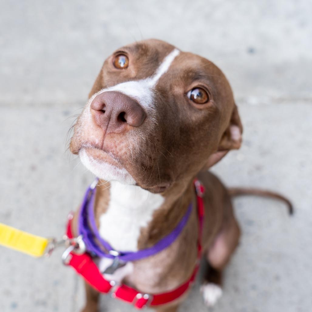 Enlarge Della, a Adoptable mixed breed in New York, NY image 3/6