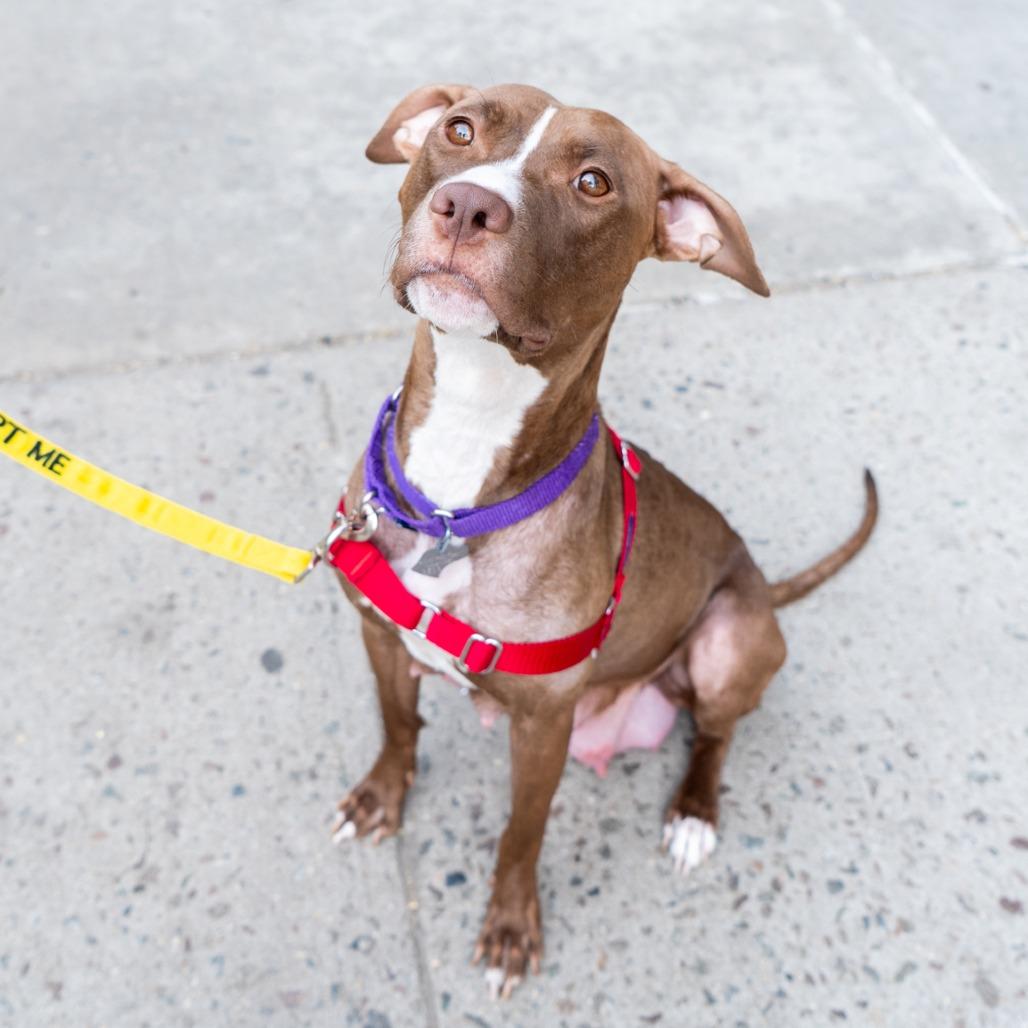 Enlarge Della, a Adoptable mixed breed in New York, NY image 4/6