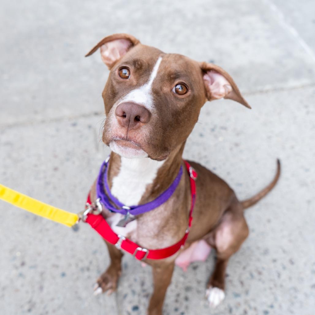 Enlarge Della, a Adoptable mixed breed in New York, NY image 5/6
