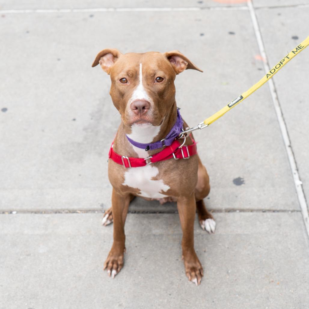 Enlarge Della, a Adoptable mixed breed in New York, NY image 6/6