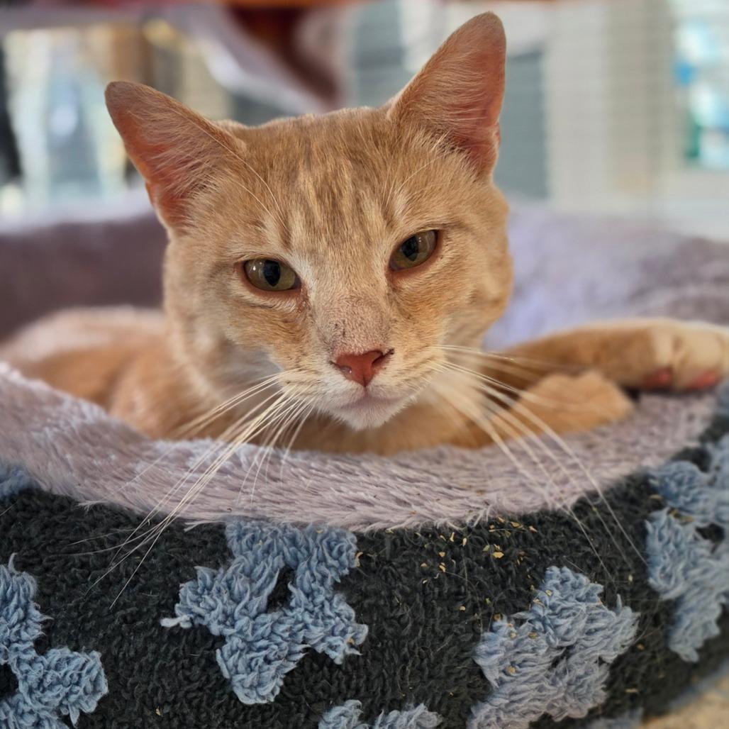 Carlos, Adoptable, Young Male Domestic Short Hair.