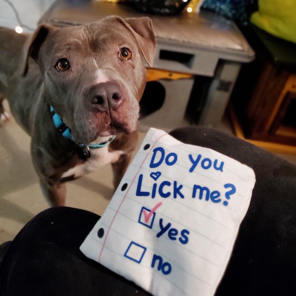 Enlarge Ellie, a Adoptable Mixed Breed in Fredericksburg, VA image 1/6