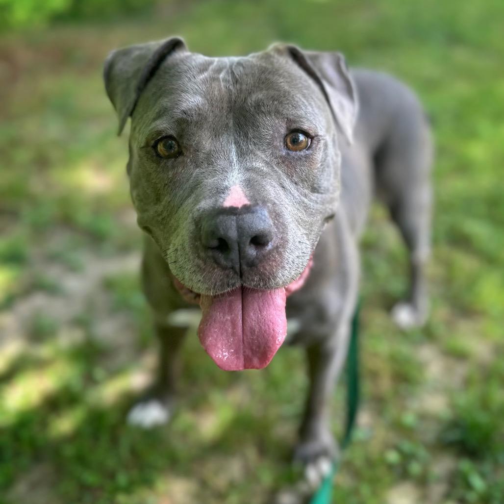 Enlarge Ellie, a Adoptable Mixed Breed in Fredericksburg, VA image 2/6