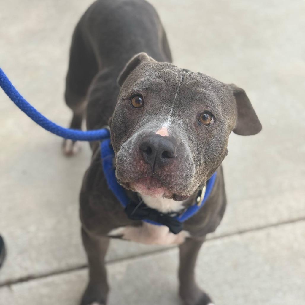 Enlarge Ellie, a Adoptable Mixed Breed in Fredericksburg, VA image 3/6