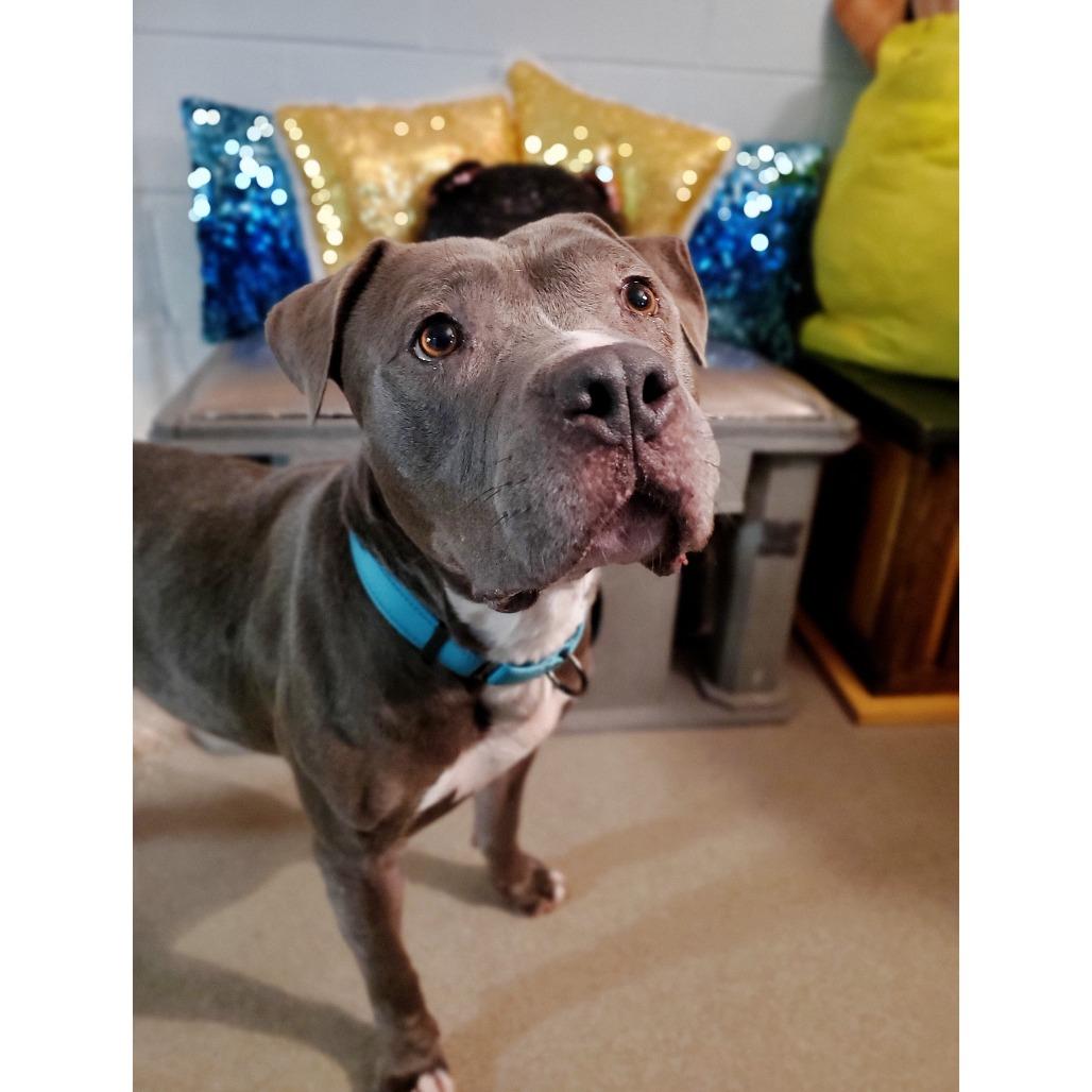 Enlarge Ellie, a Adoptable Mixed Breed in Fredericksburg, VA image 4/6