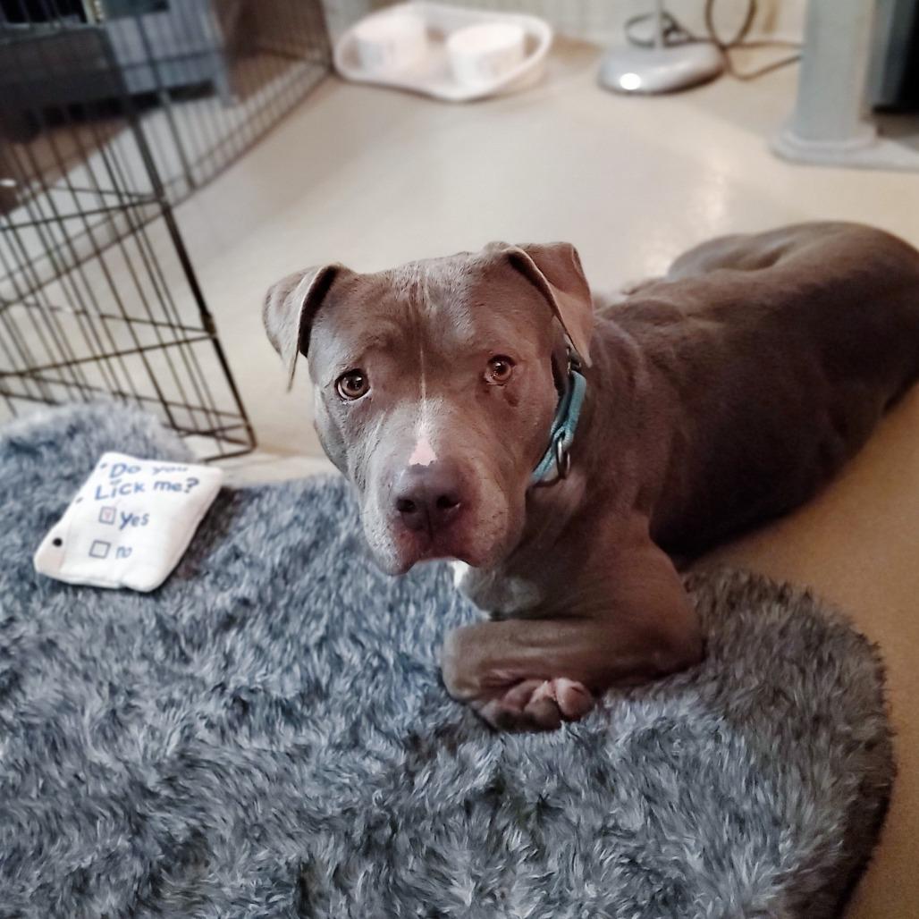Enlarge Ellie, a Adoptable Mixed Breed in Fredericksburg, VA image 5/6
