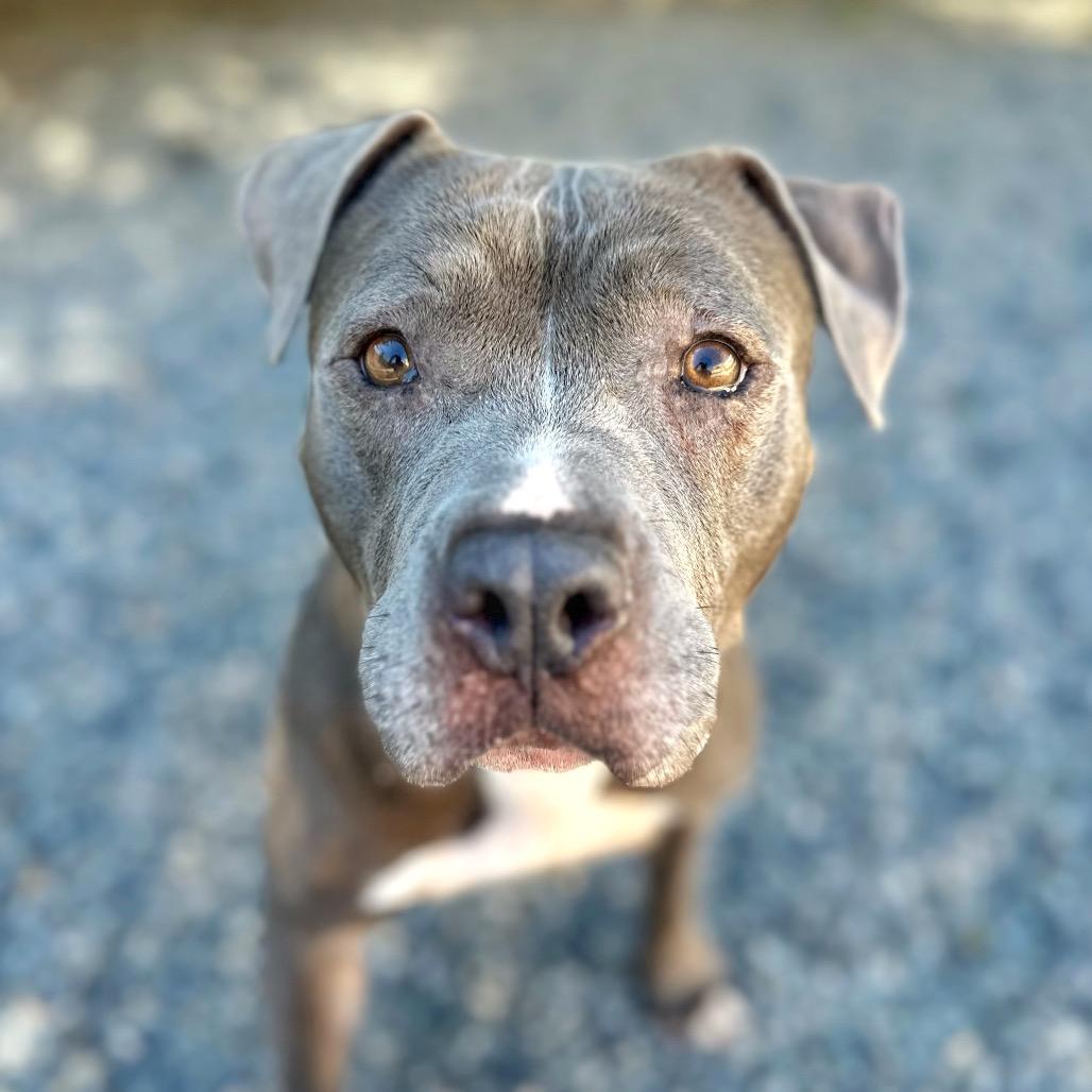Enlarge Ellie, a Adoptable Mixed Breed in Fredericksburg, VA image 6/6