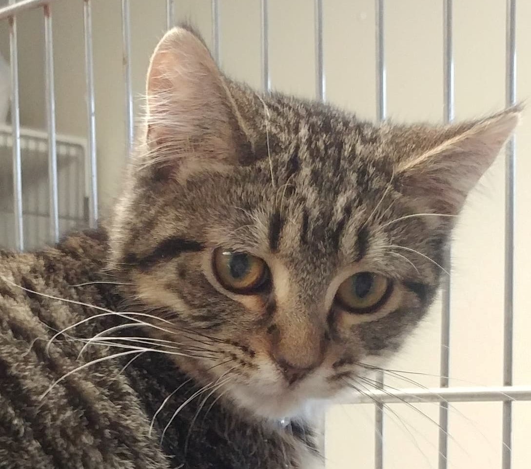 Ginger, Adoptable, Young Female Domestic Short Hair.