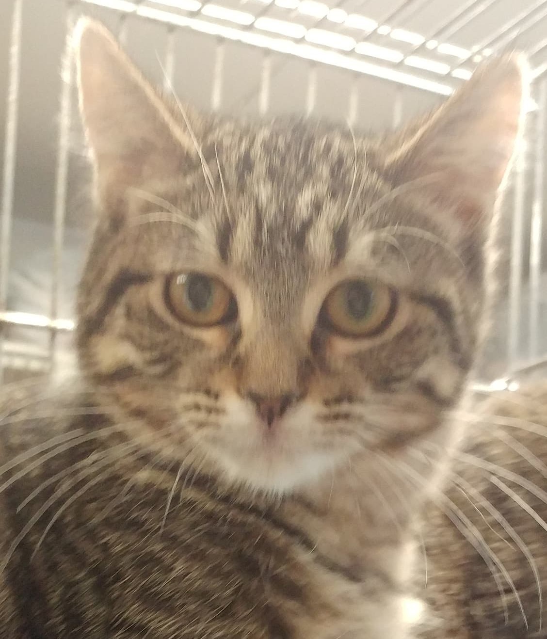 Ginger, a Adoptable mixed breed in Robinson, IL image 2/4