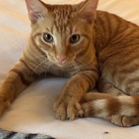 Goldie & Spats – A Bonded Brother Duo Full of Charm