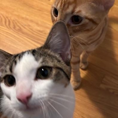 Goldie & Spats – A Bonded Brother Duo Full of Charm