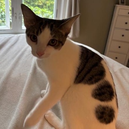 Goldie & Spats – A Bonded Brother Duo Full of Charm