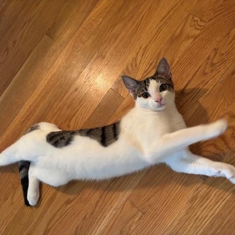 Goldie & Spats – A Bonded Brother Duo Full of Charm