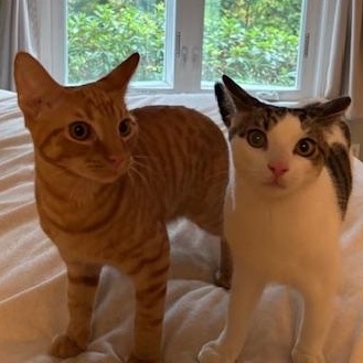 Goldie & Spats – A Bonded Brother Duo Full of Charm