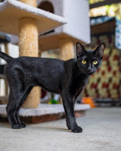 Enlarge Paris, a Adoptable Domestic Short Hair in El Dorado Hills, CA image 1/2
