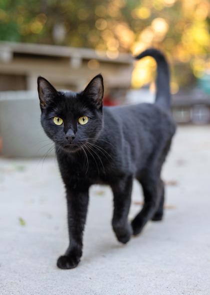 Enlarge Paris, a Adoptable Domestic Short Hair in El Dorado Hills, CA image 2/2