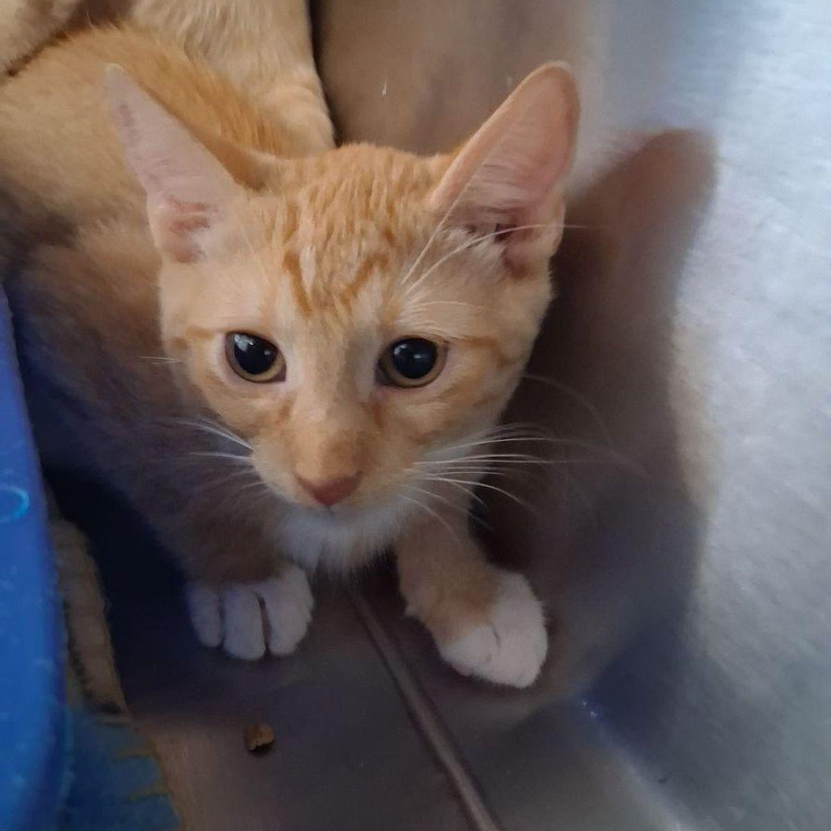Enlarge Quinn, a Adoptable Domestic Short Hair in Kingman, AZ image 2/2