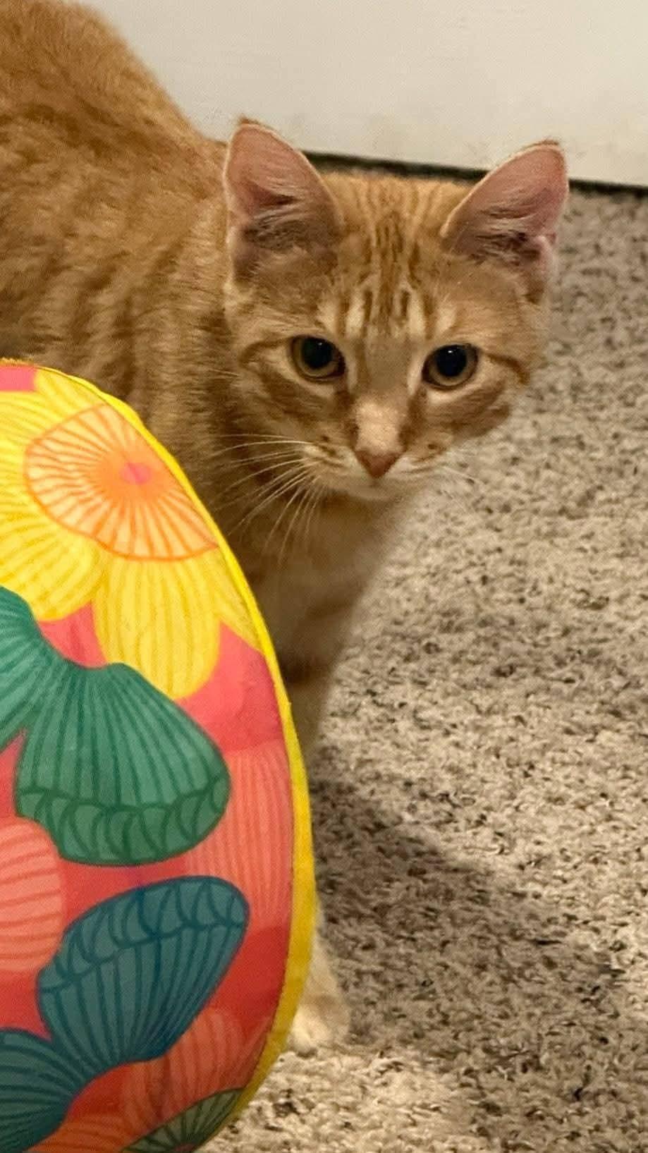 Sherbert , a ADOPTABLE mixed breed in Sioux City, IA image 6/6