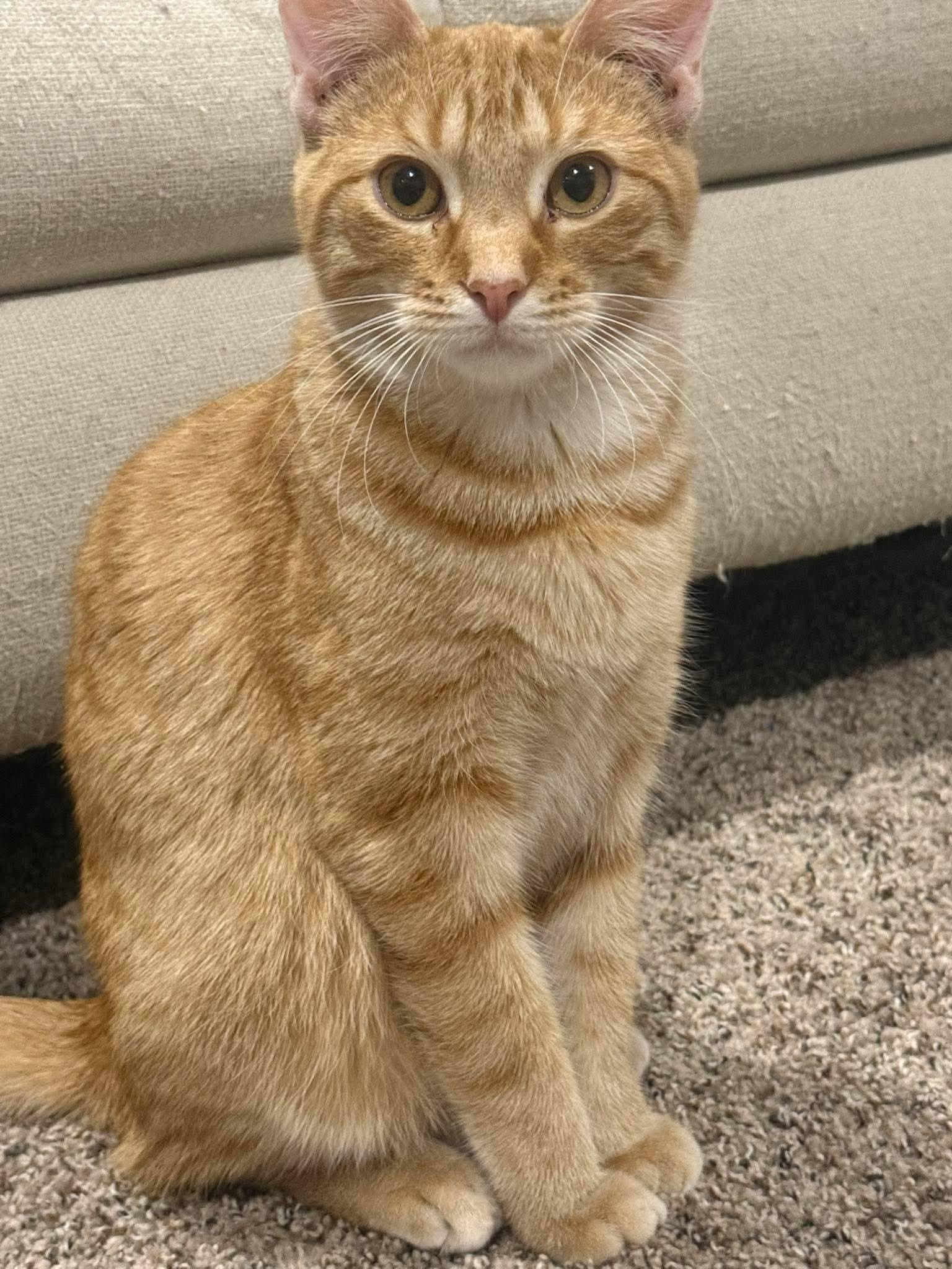 Sherbert , ADOPTABLE, Adult Male Domestic Short Hair.