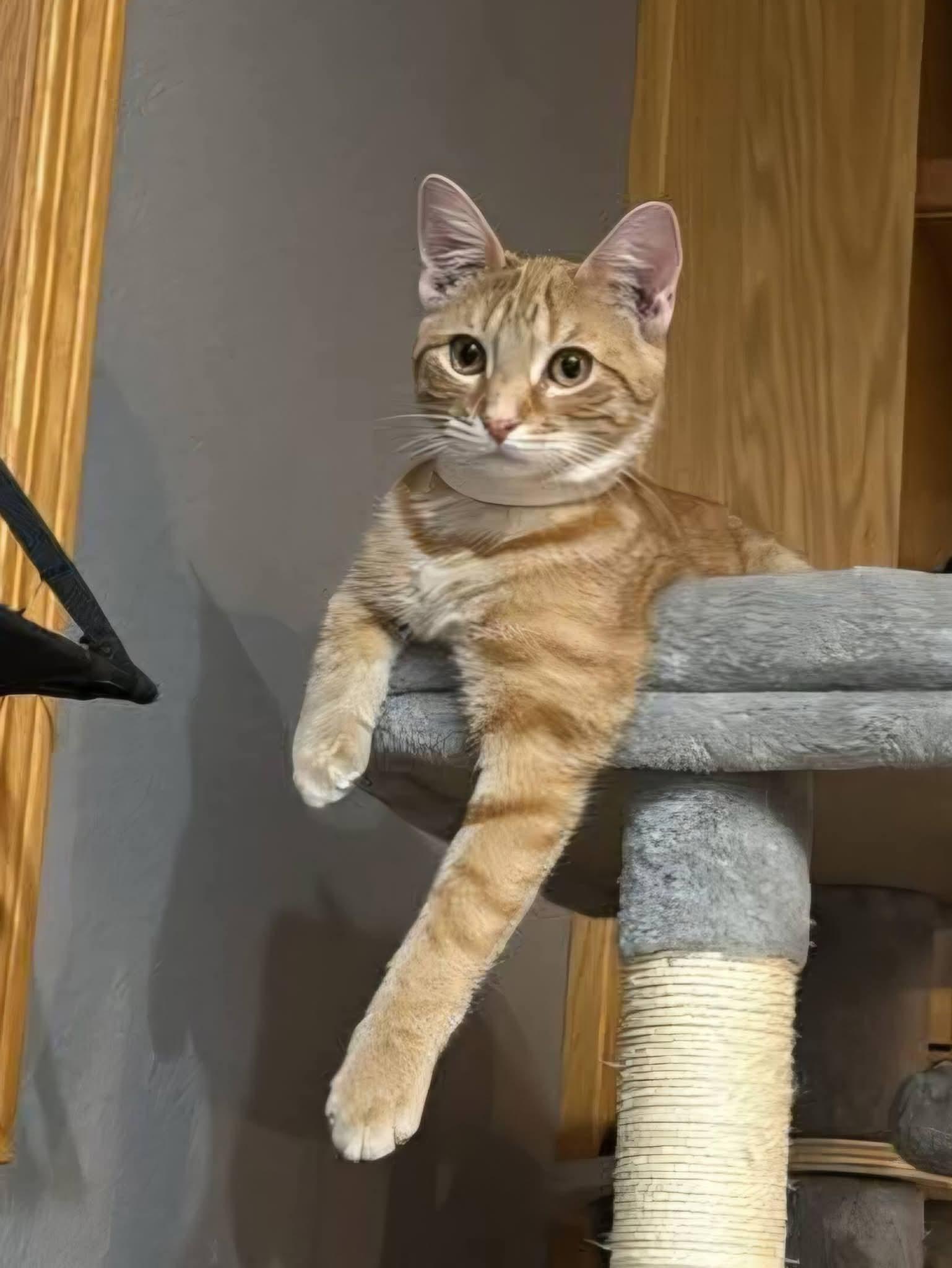 Sherbert , a ADOPTABLE mixed breed in Sioux City, IA image 2/6