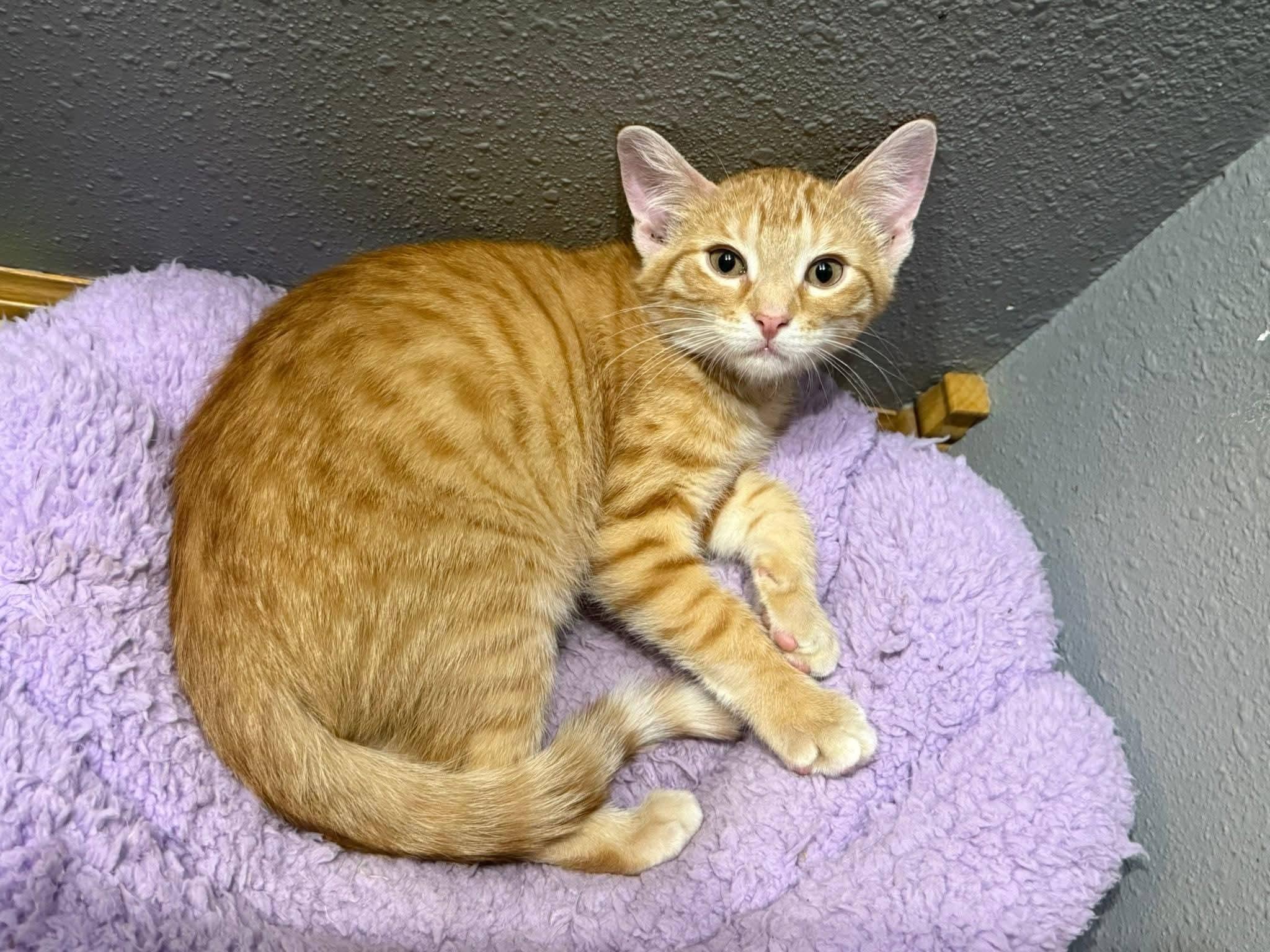 Sherbert , a ADOPTABLE mixed breed in Sioux City, IA image 3/6