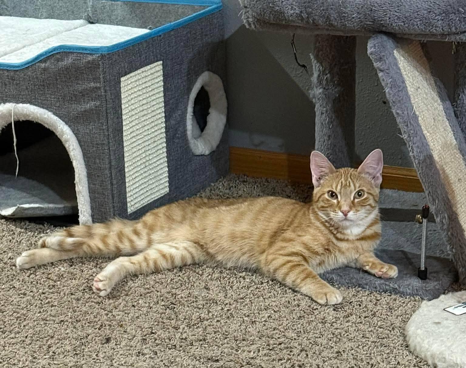 Sherbert , a ADOPTABLE mixed breed in Sioux City, IA image 5/6