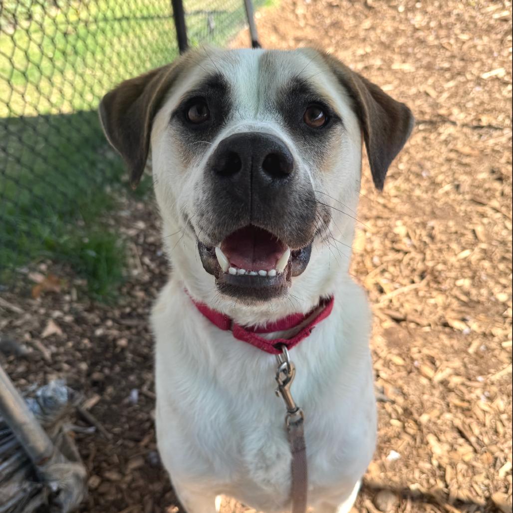 Ivory, Adoptable, Adult Female Anatolian Shepherd & Mixed Breed.