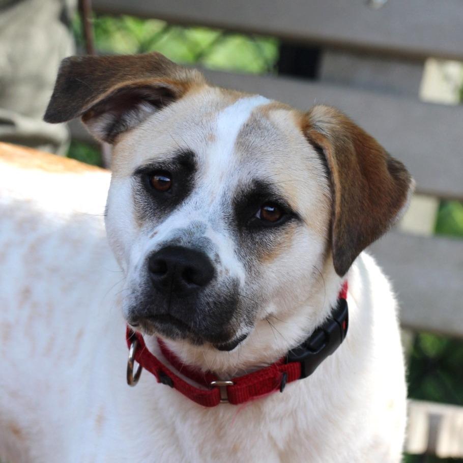 Enlarge Ivory, a Adoptable mixed breed in Briarcliff Manor, NY image 3/5