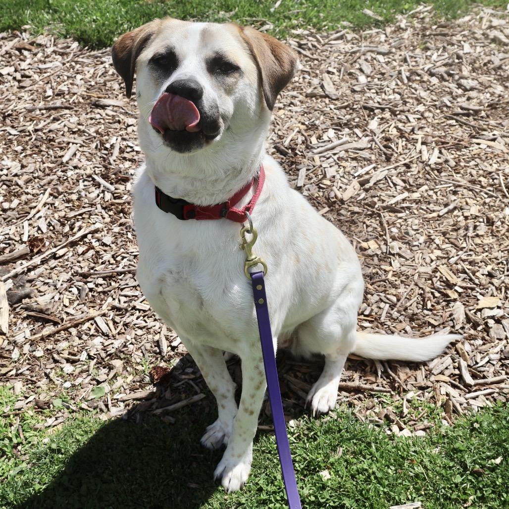 Enlarge Ivory, a Adoptable mixed breed in Briarcliff Manor, NY image 3/5