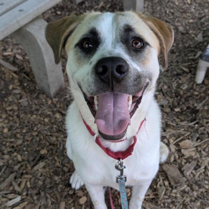 Enlarge Ivory, a Adoptable mixed breed in Briarcliff Manor, NY image 4/5
