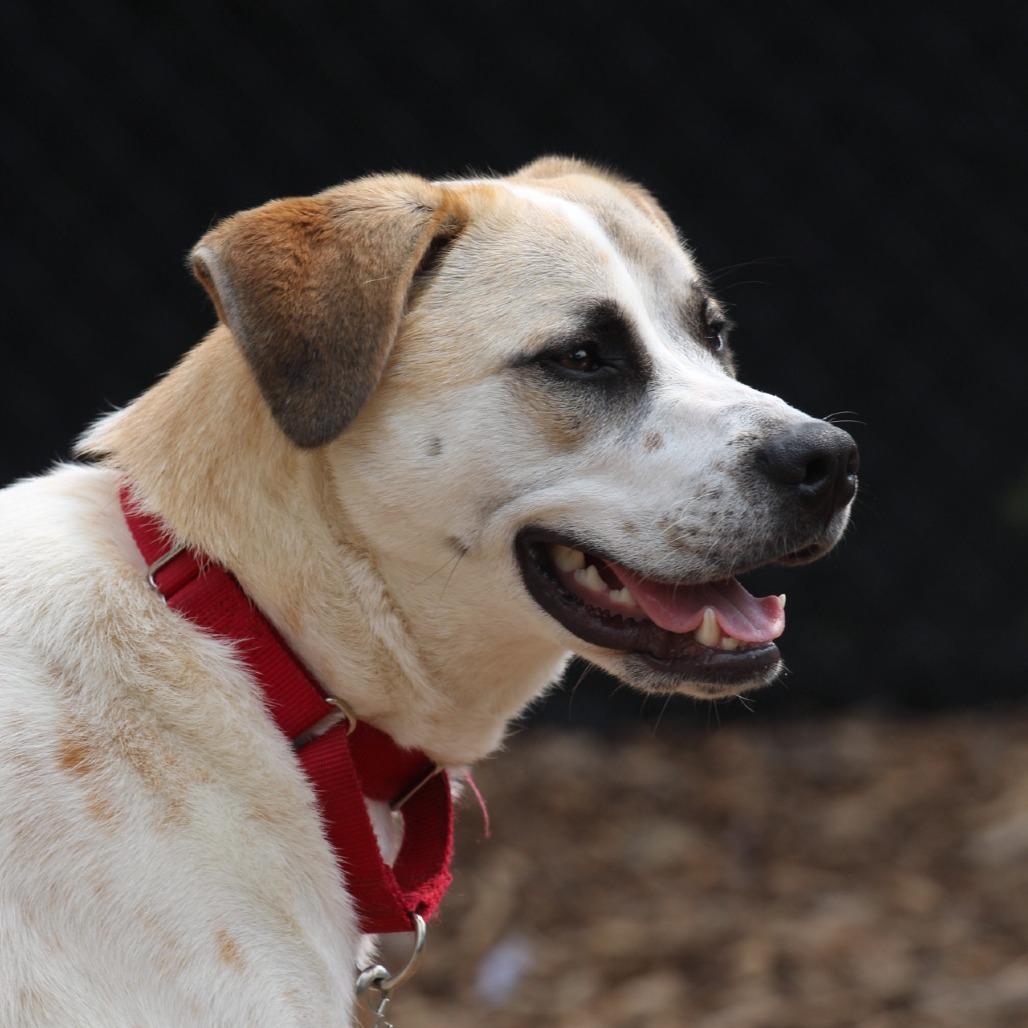 Enlarge Ivory, a Adoptable mixed breed in Briarcliff Manor, NY image 5/5